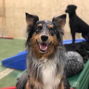 Meet your Posher, Amber